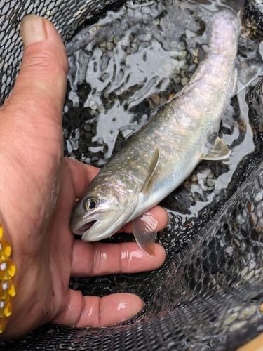 イワナの釣果