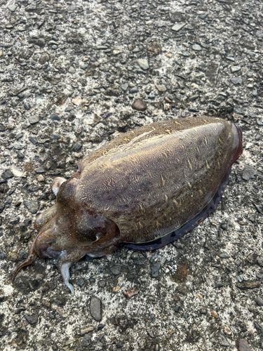 モンゴウイカの釣果