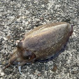 モンゴウイカ