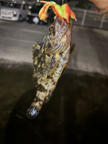タケノコメバルの釣果