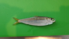 ママカリの釣果