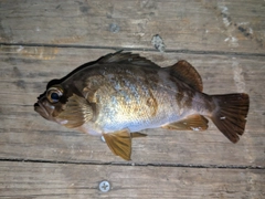 メバルの釣果