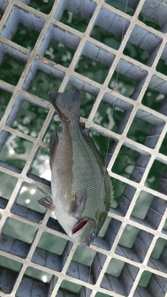 グレの釣果