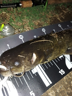 ナマズの釣果