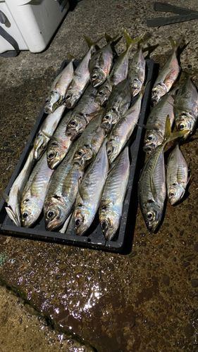 アジの釣果