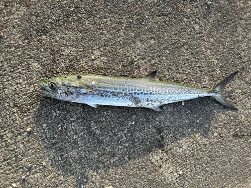 サゴシの釣果