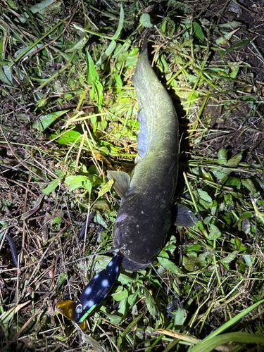 ナマズの釣果