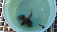 ホウボウの釣果