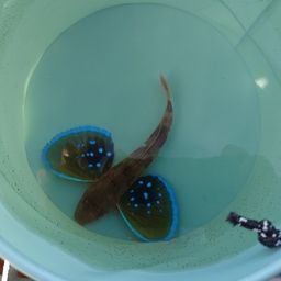 ホウボウ