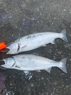 サクラマスの釣果