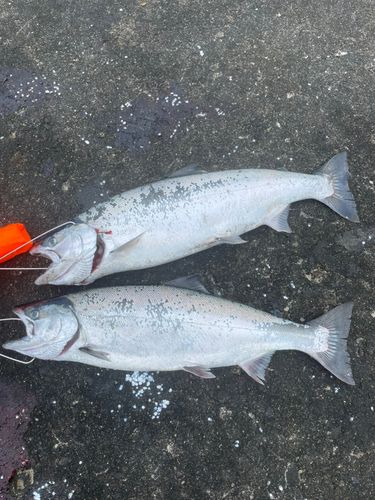 サクラマスの釣果
