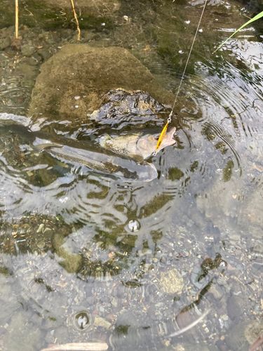 ウグイの釣果