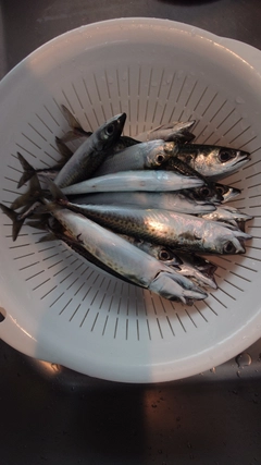 ゴマサバの釣果