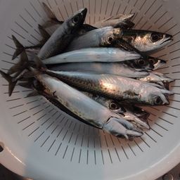 ゴマサバ