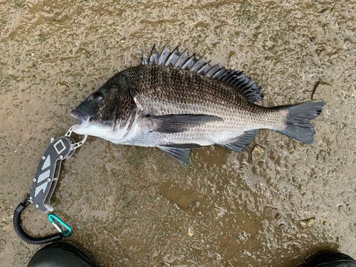 チヌの釣果