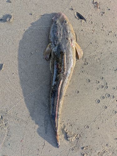 マゴチの釣果