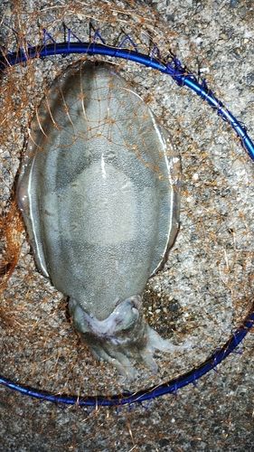 コウイカの釣果