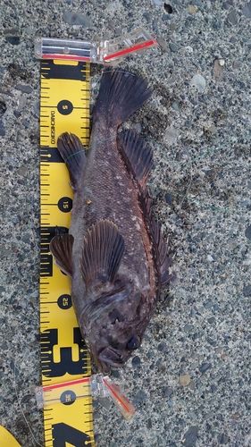 クロソイの釣果