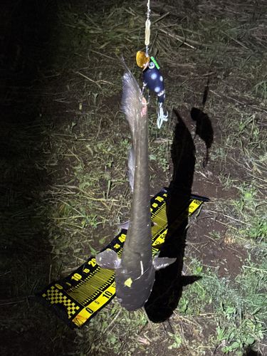 ナマズの釣果