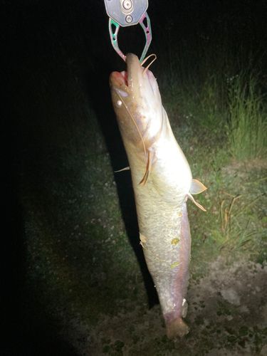 ナマズの釣果