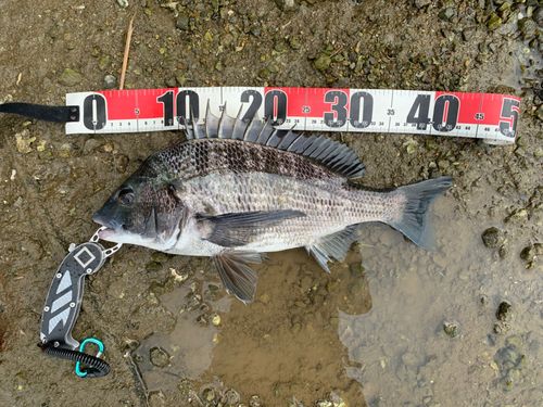 チヌの釣果