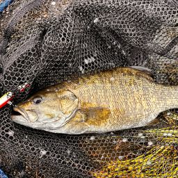 スモールマウスバス