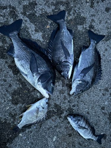 チヌの釣果