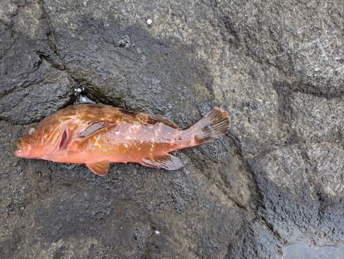 キジハタの釣果