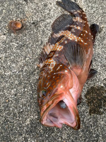 キジハタの釣果