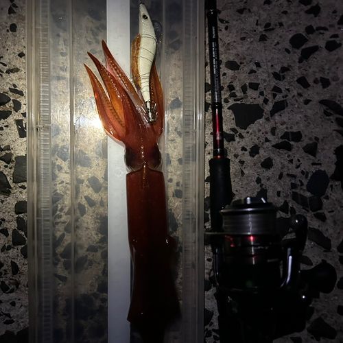 ケンサキイカの釣果