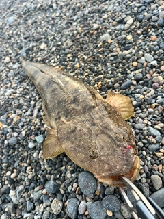 コチの釣果