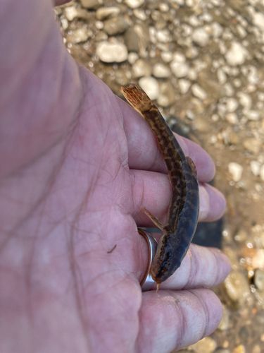 ドジョウの釣果