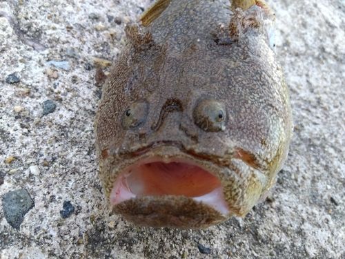 ミシマオコゼの釣果