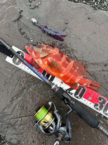 アカハタの釣果