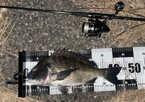 チヌの釣果