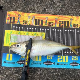 マアジ