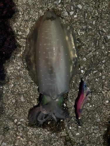 アオリイカの釣果