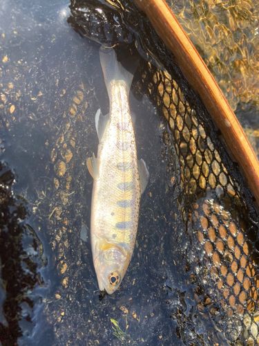 ヤマメの釣果