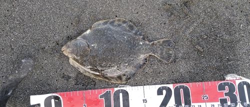 マツカワの釣果