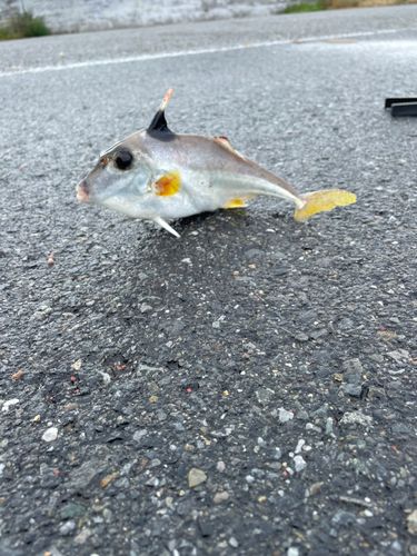 キスの釣果