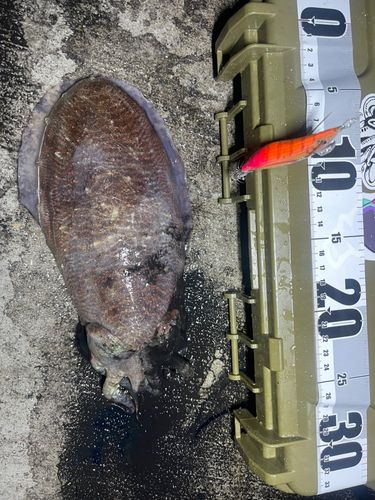 コウイカの釣果