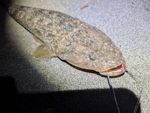 マゴチの釣果