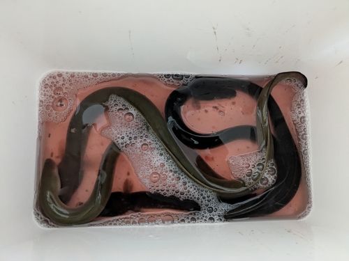 ウナギの釣果