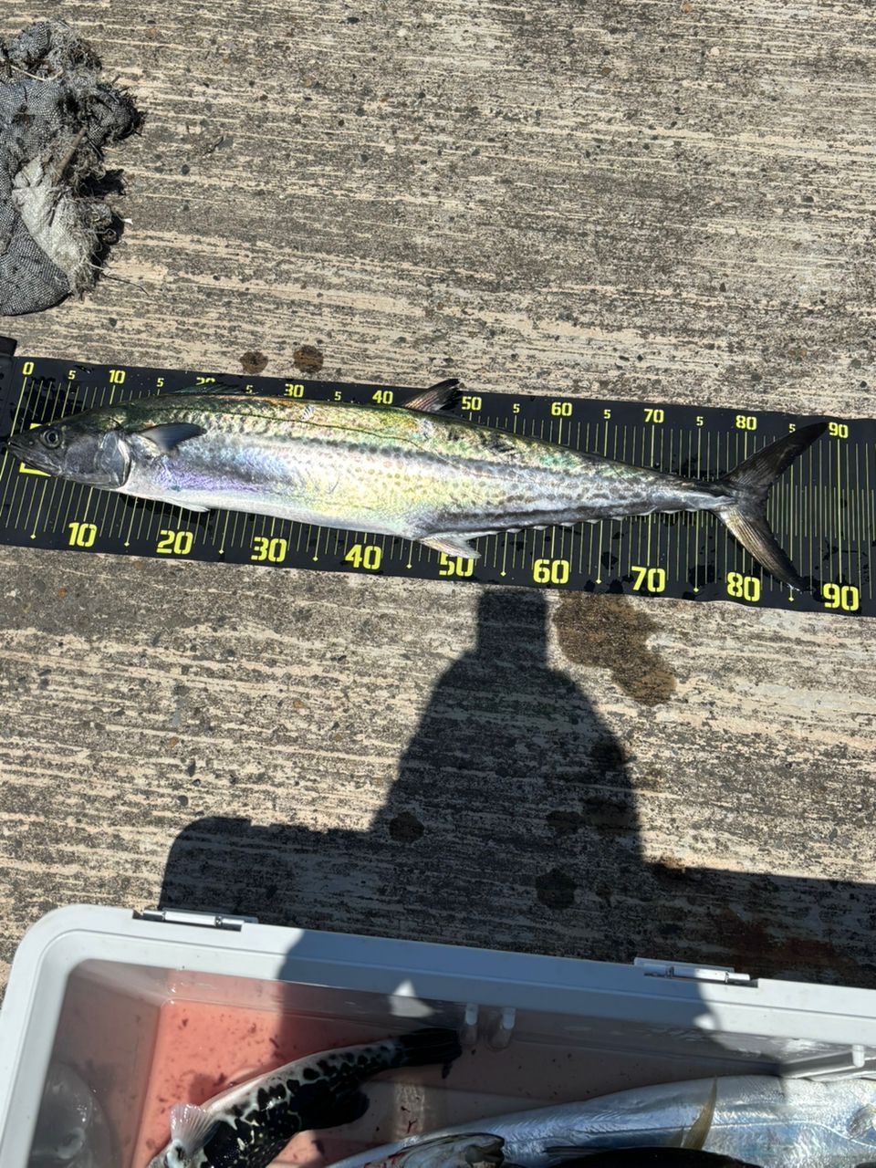 Mrs Blowfishさんの釣果 2枚目の画像