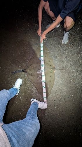 ツバクロエイ