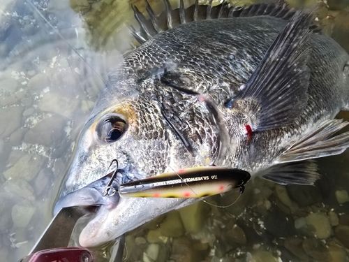 チヌの釣果