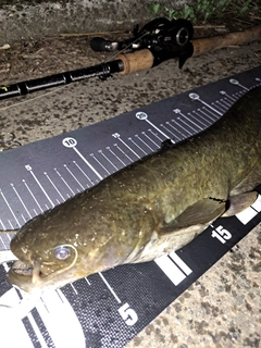 ナマズの釣果