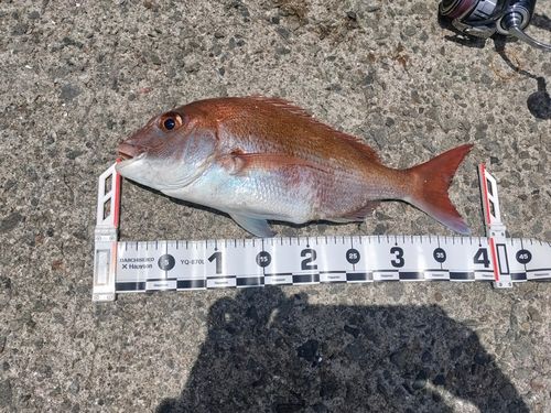 マダイの釣果