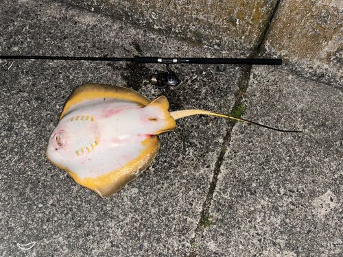 アカエイの釣果