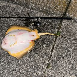 アカエイ